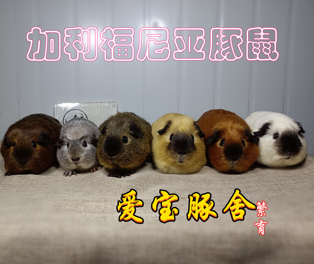 家养宠物豚鼠加州荷兰猪进口赛级稀有品相天竺鼠活体爱宝豚舍繁育