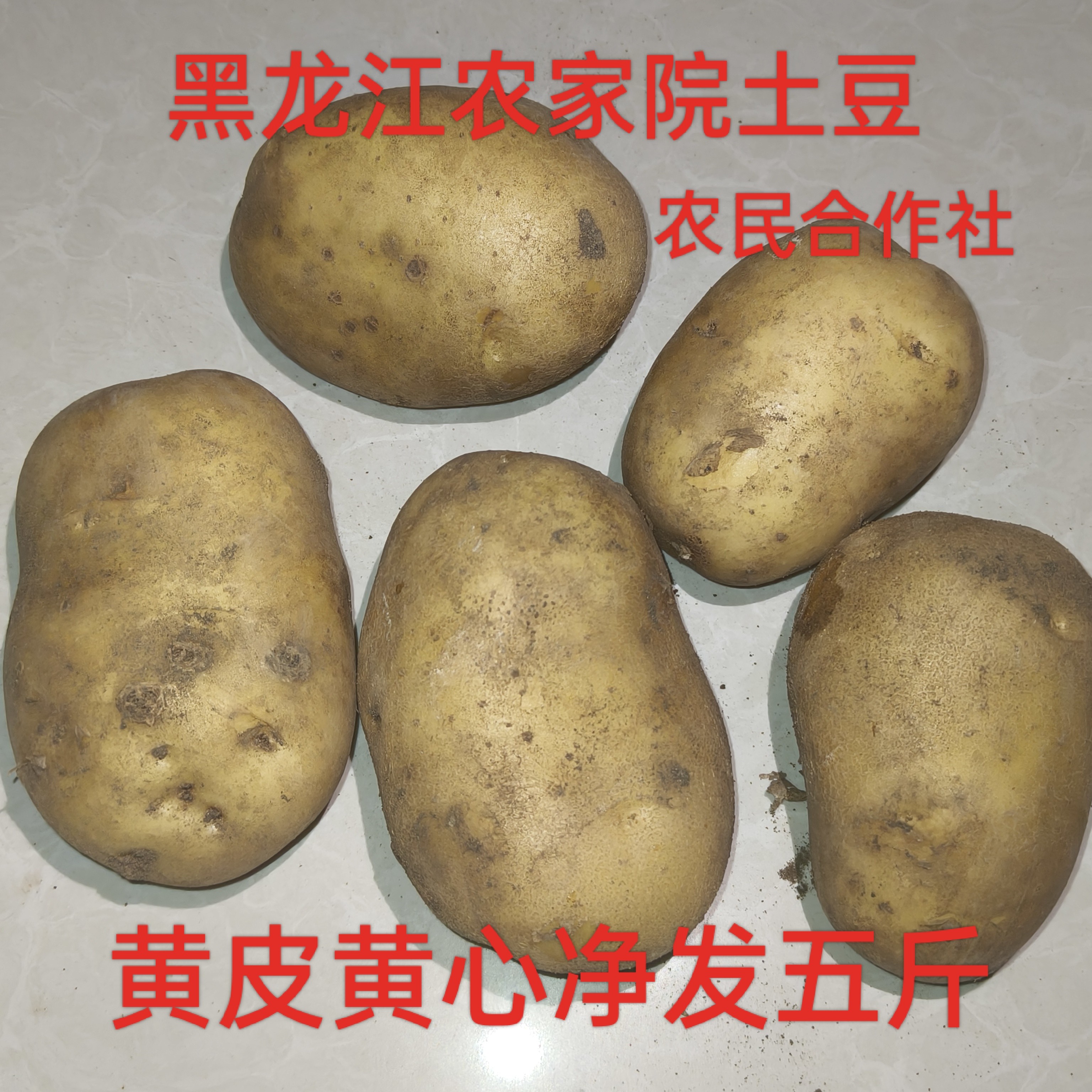 黑龙江黄心土豆尤金885东北特产农家院黑土地种植新鲜马铃薯五斤