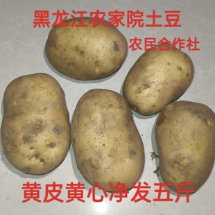 黑龙江黄心土豆尤金885东北特产农家院黑土地种植新鲜马铃薯五斤
