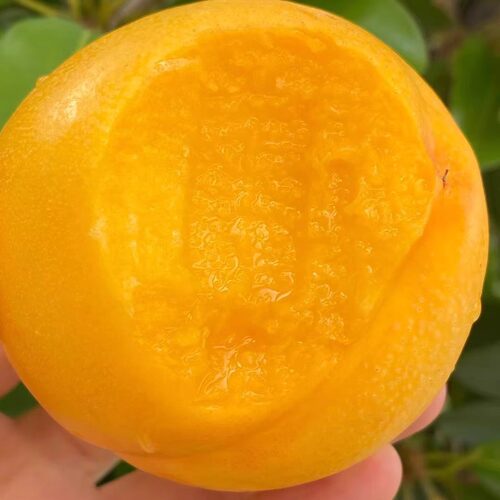 芒芒桃果肉细腻甘甜且水分充足