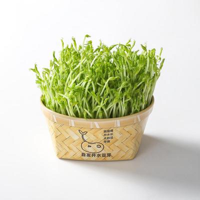 豆苗发芽盆豆苗种植盘