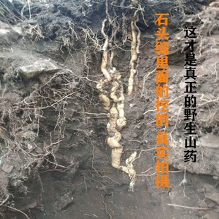 8斤野生怀山药河南焦作四大怀药现挖纯天然野山药 预拍10月份