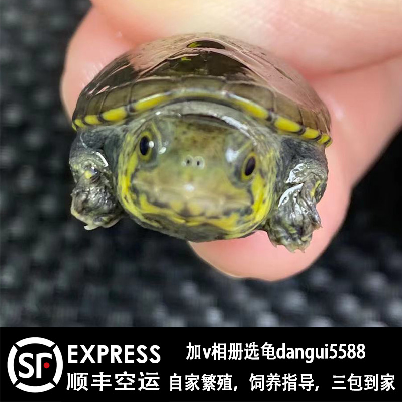 人工繁殖窄桥蛋龟活体双cb后代