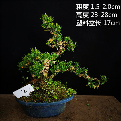 绿植黄杨小品原生盆景