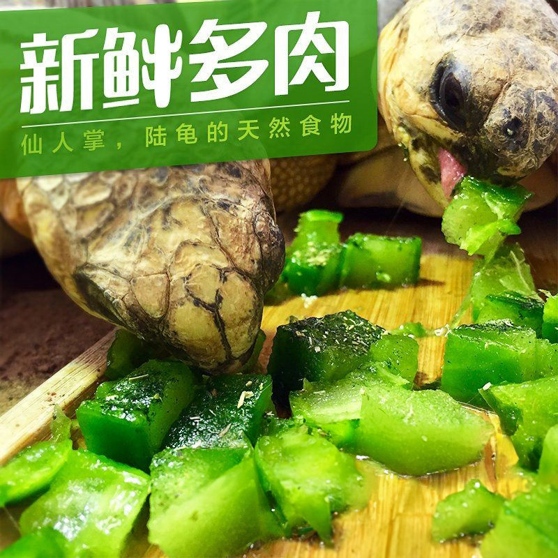 新鲜多肉无刺仙人掌陆龟粮食天然爬虫/鸣虫食物