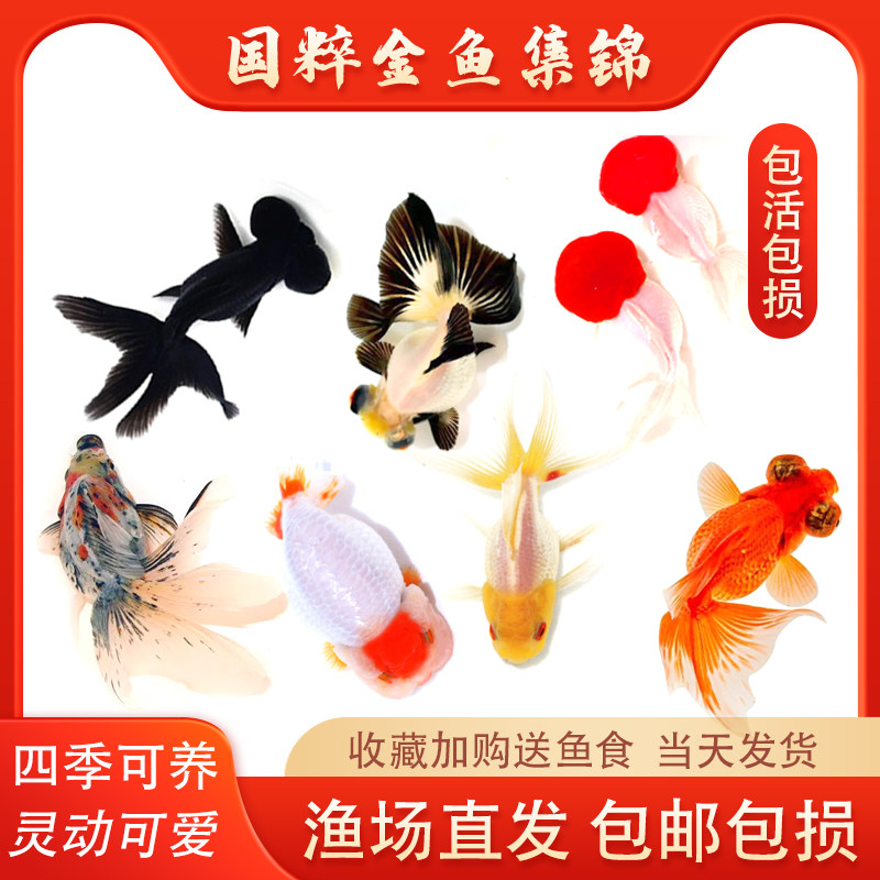 冷水鱼淡水鱼好养易活小型鱼锦鲤图片