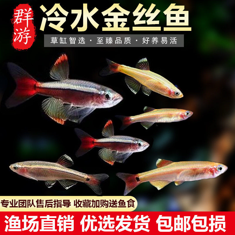 群游性强可混养灯科鱼好养易活图片