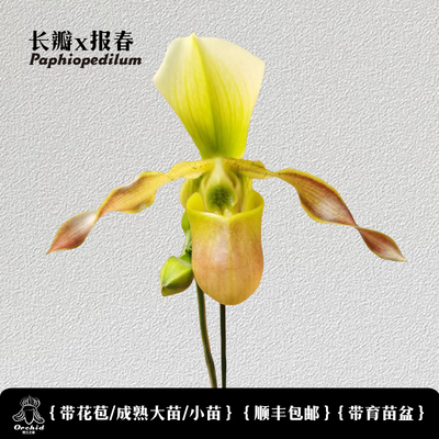 兜兰之家苍叶x长瓣兜兰带花苞实生苗交配种dianthum x primulinum