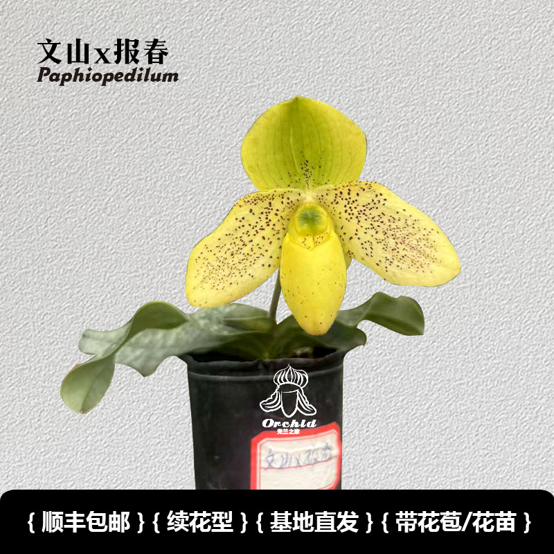 兜兰之家 文山x报春兜兰 带花苞 精品兜兰仙履兰桌面盆栽小众花卉