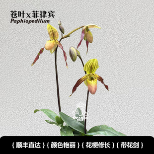 兜兰之家-苍叶x菲律宾 带花苞兜兰 洋兰 仙履兰多花大型盆栽桌面