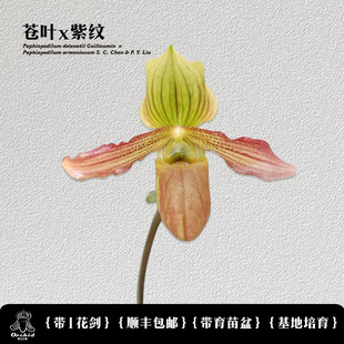 兜兰之家-苍叶x紫纹 带花苞 杂交实生苗 续花型 小众花卉