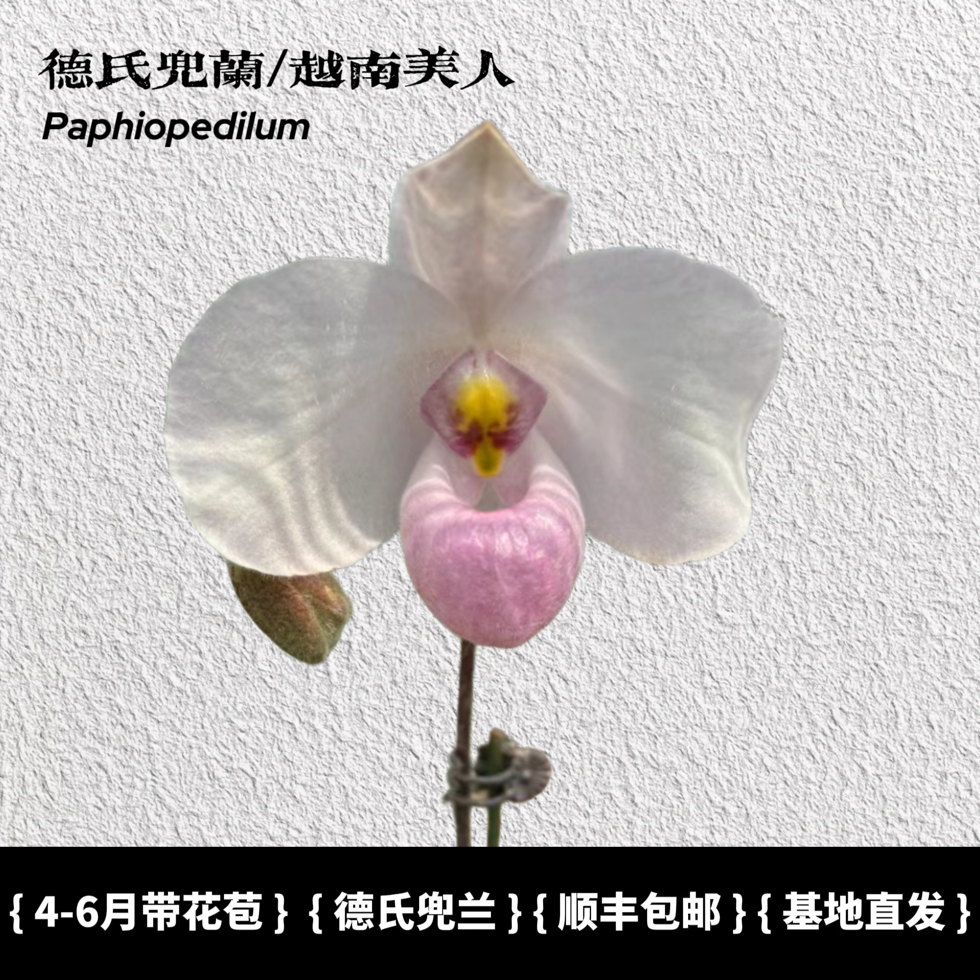 兜兰之家德氏兜兰/越南美人带花苞 仙履兰拖鞋兰小众绿植桌面盆栽