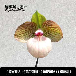 兜兰之家 麻栗坡x硬叶 带花苞 仙履兰拖鞋兰小众绿植桌面盆栽懒人