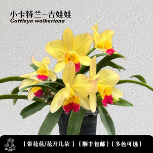 兜兰之家 迷你卡特兰吉娃娃 带花苞 矮种卡特兰洋兰桌面盆栽