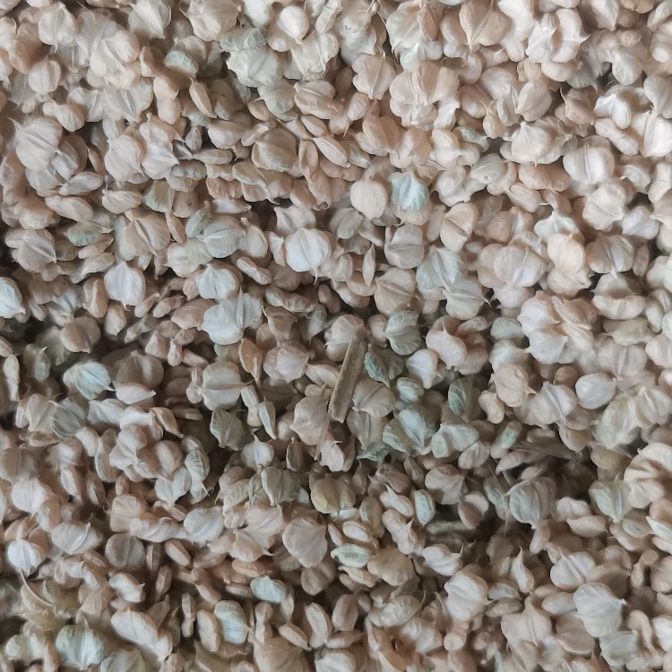 棒棒草种籽小龙虾蟹养殖挺水水草水草