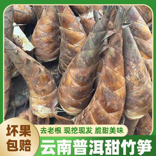 【现挖现发】云南甜龙竹笋新鲜现挖鲜笋可生吃低卡刺身煲汤涮火锅