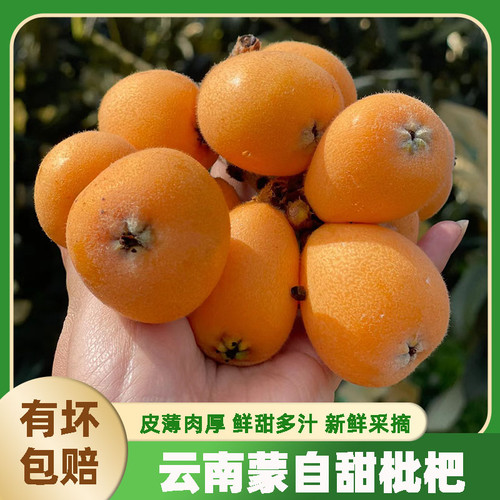 新鲜蒙自枇杷长虹枇杷5斤