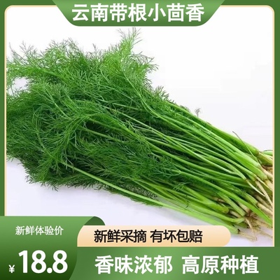 4斤带根云南小茴香菜新鲜包邮 茴香菜苗时令绿色蔬菜新鲜农家种