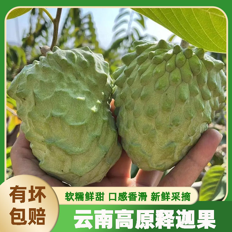 云南高原释迦果软糯香甜图片