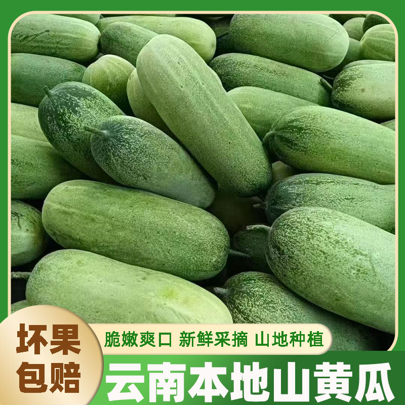云南当季露天自种新鲜山黄瓜