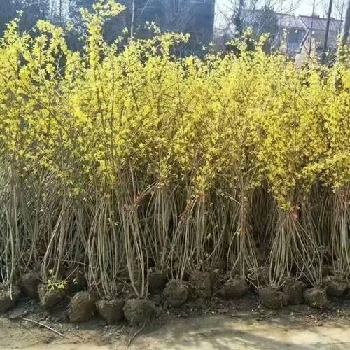 连翘花苗迎春花丛生黄老虎观花庭院盆栽花卉耐寒园林绿化连翘树苗