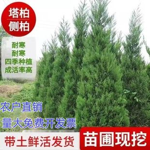 塔柏树苗松柏树蜀桧宝塔松 绿化苗 柏树苗 四季常青全部带大土球