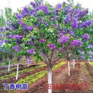 丁香花树苗别墅庭院耐寒大型风景树种丛生紫丁香花苗盆栽浓香花卉