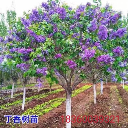 丁香花树苗别墅庭院耐寒大型风景树种丛生紫丁香花苗盆栽浓香花卉