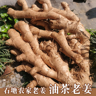 灌阳打油茶老姜配料老辣姜农家石塘土姜全州生姜月子藤姜恭城黄姜