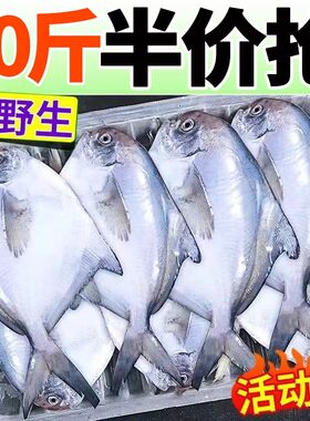 银鲳鱼特大深海新鲜鲜活海鲜冷冻深海白鲳鱼平鱼昌鱼新鲜水产