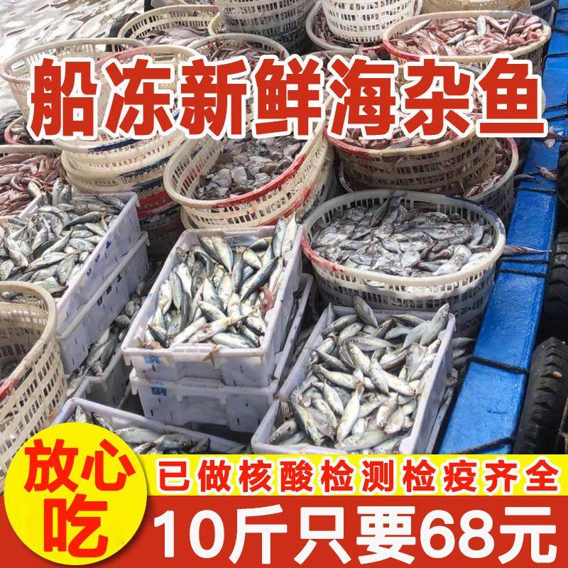 【国产 检疫齐全】新鲜速冻红石斑安康鱼小梭鱼红头鱼等随机发货