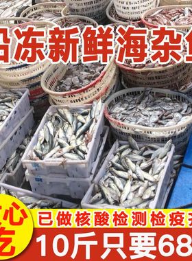 【国产 检疫齐全】新鲜速冻红石斑安康鱼小梭鱼红头鱼等随机发货