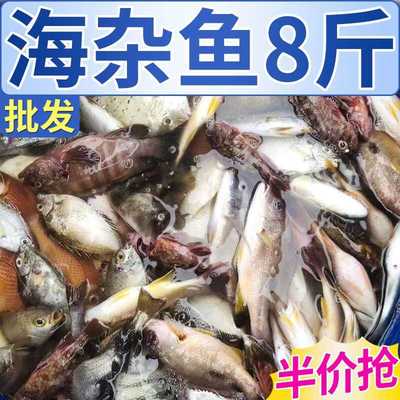 现捕现捞新鲜海杂鱼红石斑鱼梭鱼