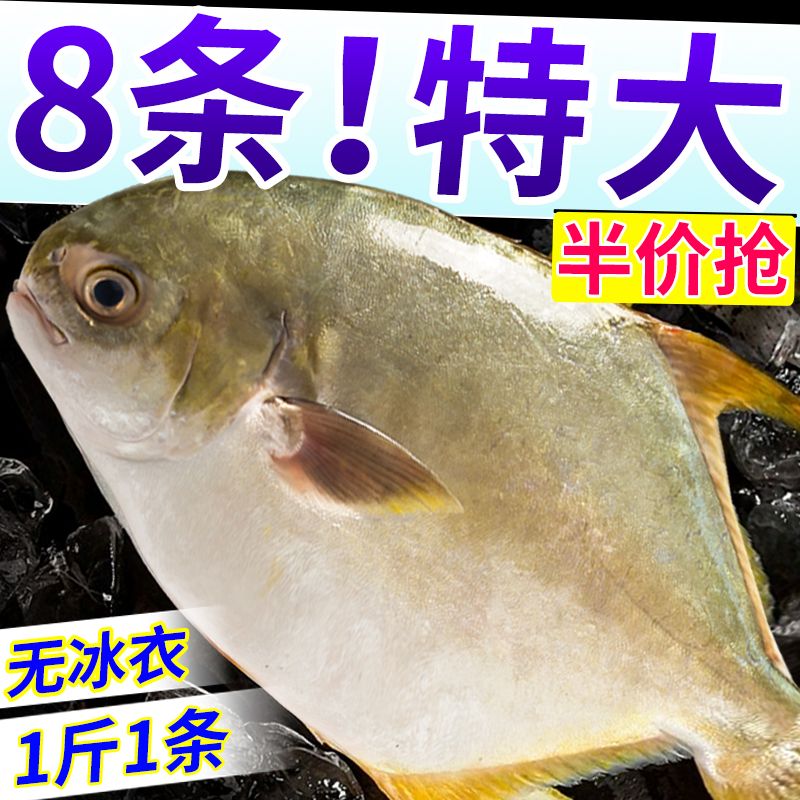 【新上岸】大号金鲳鱼鲜活速冻海鲜水产新鲜海鱼银鲳鱼海鱼金昌鱼