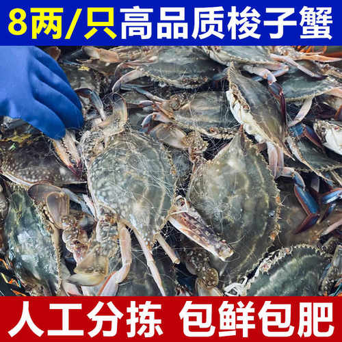 新鲜一整箱冷冻包邮超大舟山螃蟹