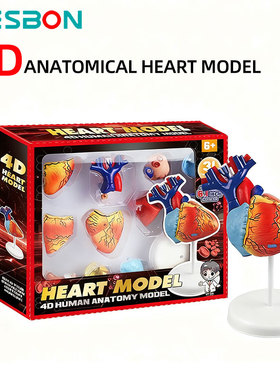 跨境人体心脏解剖模型器官结构中小学生教学教具儿童益智科教玩具