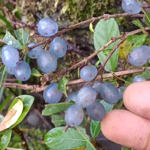 蓝果忍冬一物一拍可水培土培鱼缸龟缸都可以养