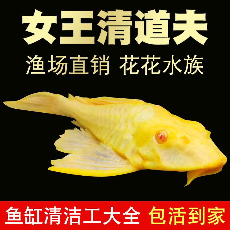 异形黄金红眼女王 大帆豹纹 夫清道夫清洁鱼缸水族热带观赏鱼包邮