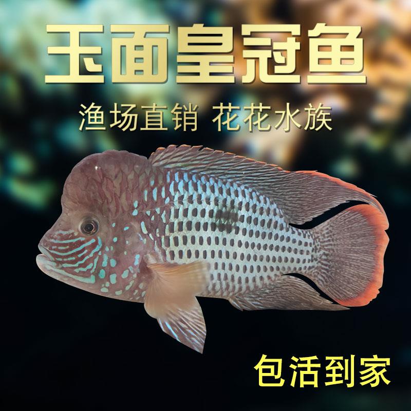 玉面皇冠起头红尾皇冠蓝面财神水族热带观赏鱼精品淡水罗汉包邮