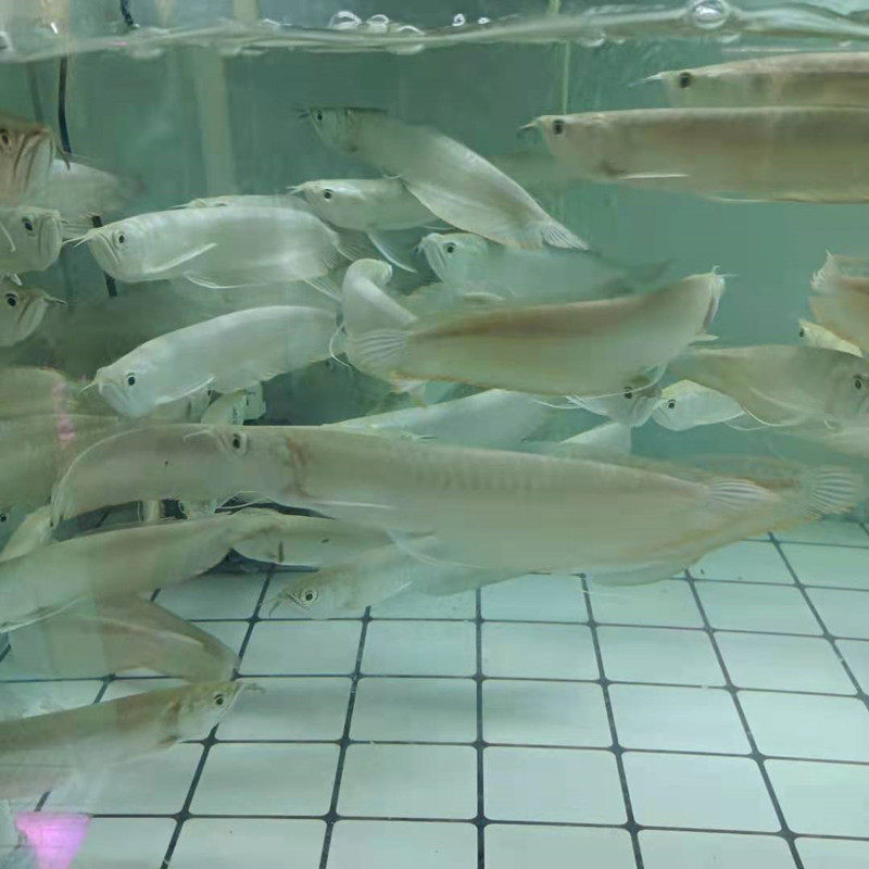 银龙鱼中大型热带淡水凶猛观赏鱼风水宠物水族鱼苗小银龙活体包邮