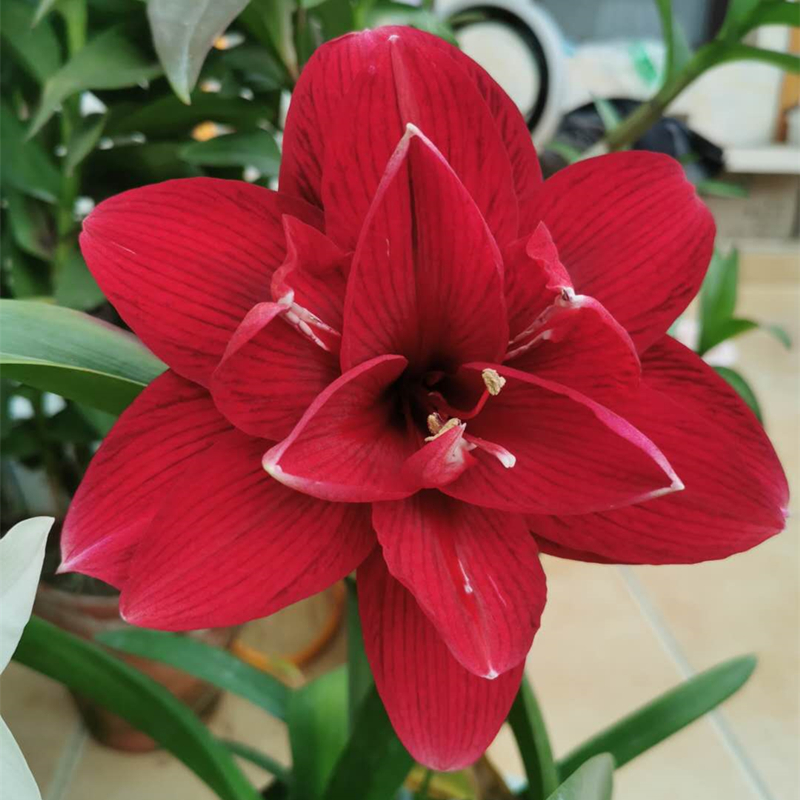 重瓣朱顶红闺秀深红色