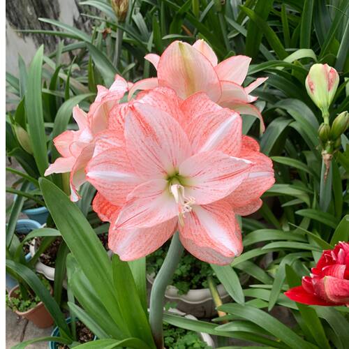 朱顶红桃花劫 重瓣有香味