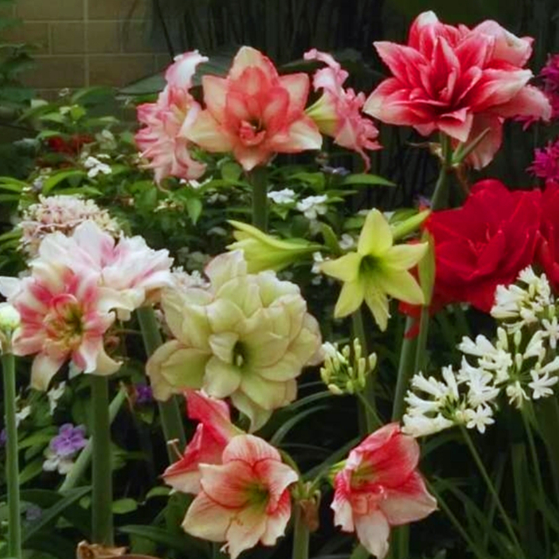 球迷园艺朱顶红种球特价