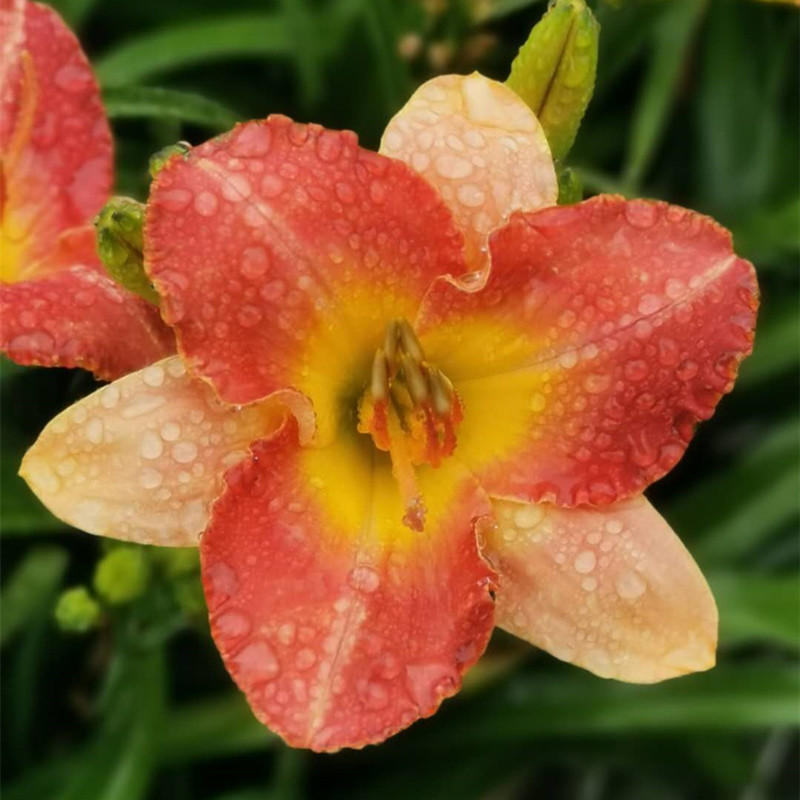 萱草亲密接触大苗 北方庭院花卉露地越冬 耐寒的花