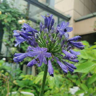 百子莲美国天空 多年生盆栽花卉 大苗