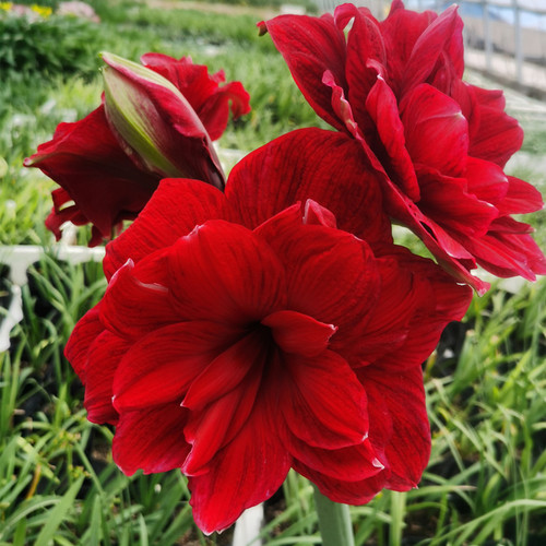 新品朱顶红余烬重瓣白尖