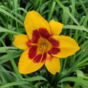 萱草小丑大苗 耐寒的花 非常好养