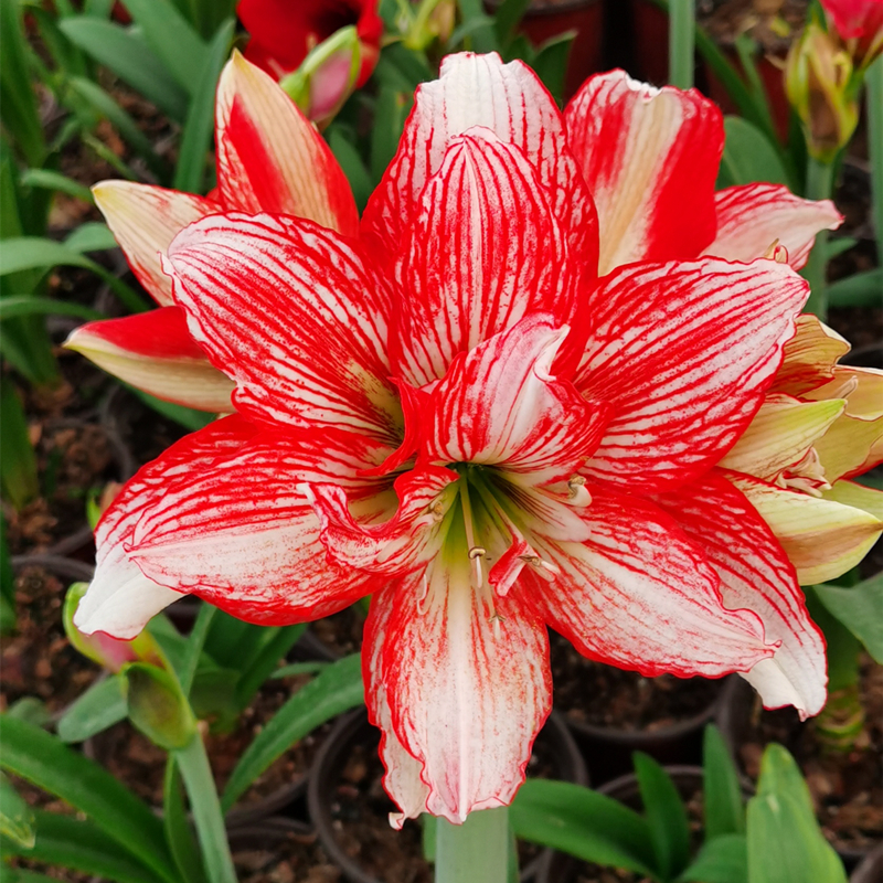 重瓣朱顶红多年生球根花卉