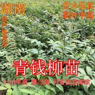 青钱柳树苗金钱柳树苗野生青钱柳种苗摇钱树苗青钱柳树苗包邮