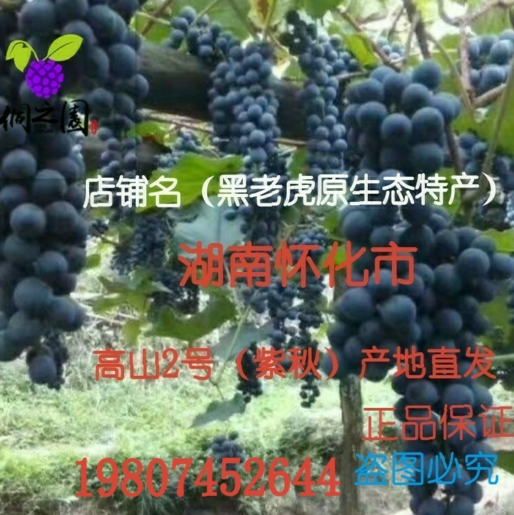 怀化高山刺葡萄2号紫秋优质树苗紫球果树苗酿酒特色黑珍珠葡 盆栽